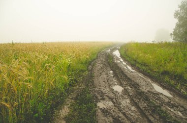 Yağmurdan sonra doğa. Kırsal toprak yol. sulu yeşiller