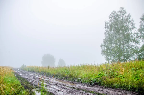 Příroda po dešti. venkovská zemitá cesta. šťavnatá zelenina — Stock fotografie