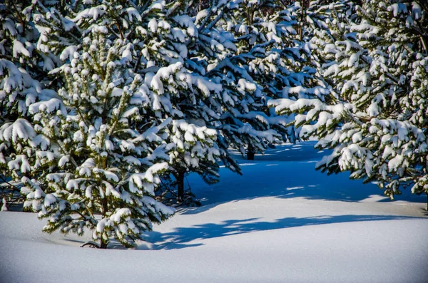 Densa floresta conífera. um grande parque de pinheiros. muita neve — Fotografia de Stock