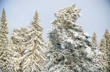 Yoğun kozalaklı orman. Büyük bir çam parkı. çok kar