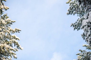 Yoğun kozalaklı orman. Büyük bir çam parkı. çok kar