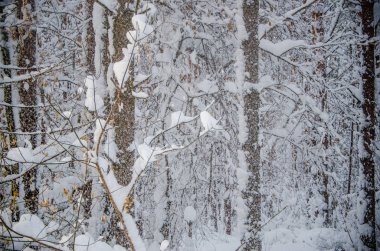 Yoğun kozalaklı orman. Büyük bir çam parkı. çok kar