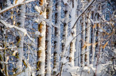Yoğun kozalaklı orman. Büyük bir çam parkı. çok kar
