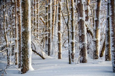 Yoğun kozalaklı orman. Büyük bir çam parkı. çok kar