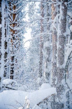 Yoğun kozalaklı orman. Büyük bir çam parkı. çok kar