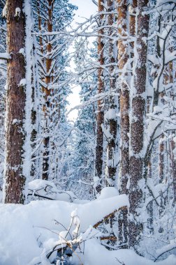 Yoğun kozalaklı orman. Büyük bir çam parkı. çok kar