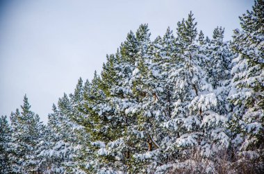 Yoğun kozalaklı orman. Büyük bir çam parkı. çok kar