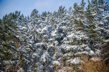 Yoğun kozalaklı orman. Büyük bir çam parkı. çok kar