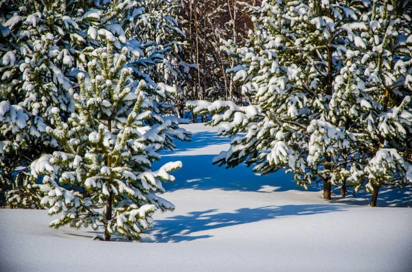 Densa floresta conífera. um grande parque de pinheiros. muita neve — Fotografia de Stock