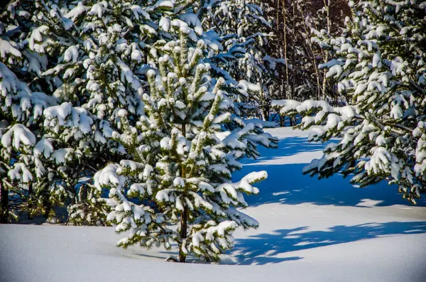 Forêt de conifères dense. un grand parc de pins. neige abondante — Photo