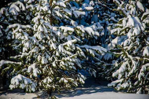 Densa floresta conífera. um grande parque de pinheiros. muita neve — Fotografia de Stock