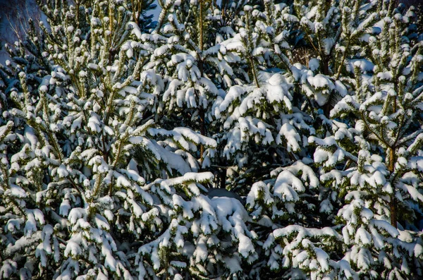 Forêt de conifères dense. un grand parc de pins. neige abondante — Photo