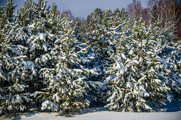 dense coniferous forest. a large pine Park. much snow