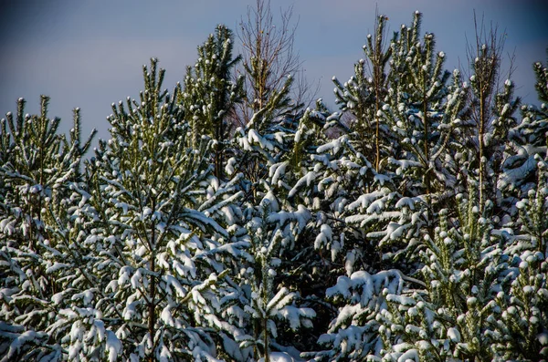 Dichter Nadelwald. einen großen Kiefernpark. Viel Schnee — Stockfoto