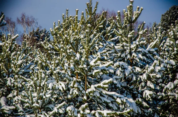 Dichter Nadelwald. einen großen Kiefernpark. Viel Schnee — Stockfoto