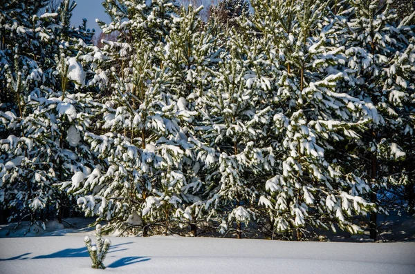 Denso bosque conífero. un gran parque de pinos. mucha nieve — Foto de Stock