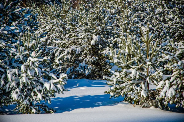 Densa floresta conífera. um grande parque de pinheiros. muita neve — Fotografia de Stock