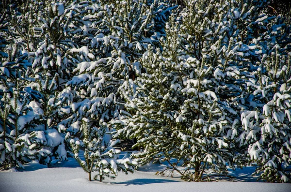 Dichter Nadelwald. einen großen Kiefernpark. Viel Schnee — Stockfoto