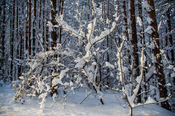 Gęsty las iglasty. duży park sosnowy. dużo śniegu — Zdjęcie stockowe