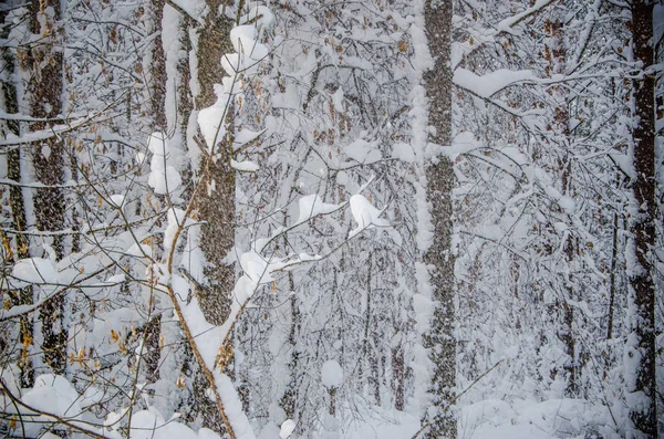 Forêt de conifères dense. un grand parc de pins. neige abondante — Photo