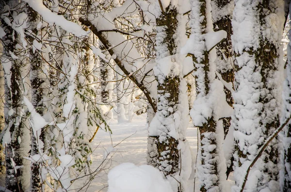 Densa floresta conífera. um grande parque de pinheiros. muita neve — Fotografia de Stock