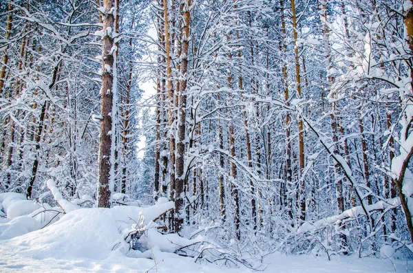 Densa floresta conífera. um grande parque de pinheiros. muita neve — Fotografia de Stock