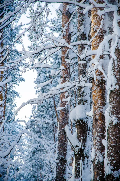 Dichter Nadelwald. einen großen Kiefernpark. Viel Schnee — Stockfoto