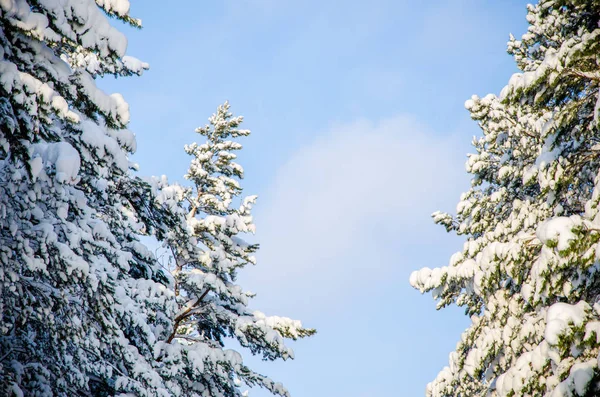 Yoğun kozalaklı orman. Büyük bir çam parkı. çok kar