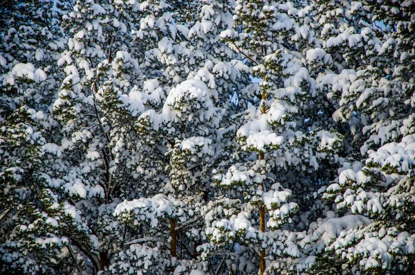 Hustý jehličnatý les. velký borový park. hodně sněhu — Stock fotografie