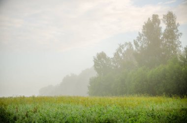 Ay çiçekleri açan yaz tarlasında hoş ve sıcak..