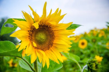 Ay çiçekleri açan yaz tarlasında hoş ve sıcak..