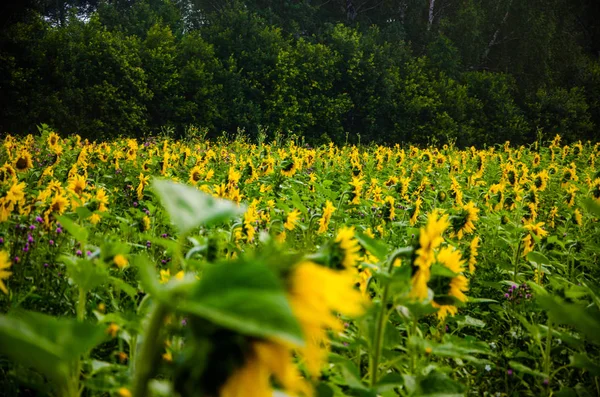 Agradável e quente no campo de verão com florescendo flores de girassol . — Fotografia de Stock