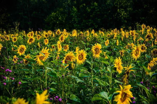 Agradable y cálido en el campo de verano con flores de girasol en flor . —  Fotos de Stock