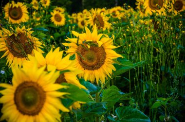 Ay çiçekleri açan yaz tarlasında hoş ve sıcak..