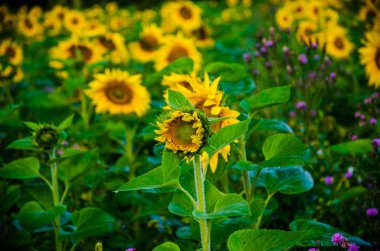 Ay çiçekleri açan yaz tarlasında hoş ve sıcak..