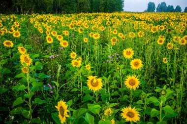 Ay çiçekleri açan yaz tarlasında hoş ve sıcak..