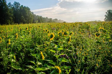 Ay çiçekleri açan yaz tarlasında hoş ve sıcak..