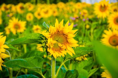 Ay çiçekleri açan yaz tarlasında hoş ve sıcak..