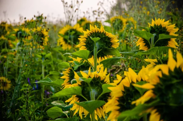 夏日的田野温暖宜人，开着盛开的向日葵. — 图库照片