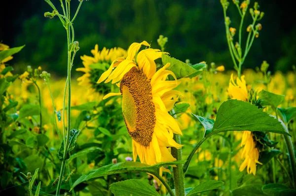 Agradável e quente no campo de verão com florescendo flores de girassol . — Fotografia de Stock