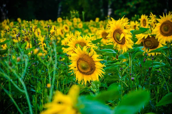 Agradable y cálido en el campo de verano con flores de girasol en flor . — Foto de Stock