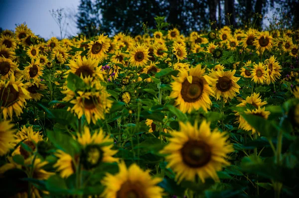 Agradável e quente no campo de verão com florescendo flores de girassol . — Fotografia de Stock