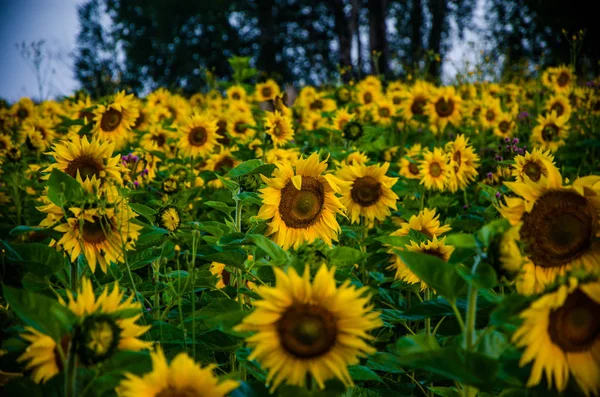Agradable y cálido en el campo de verano con flores de girasol en flor . — Foto de Stock