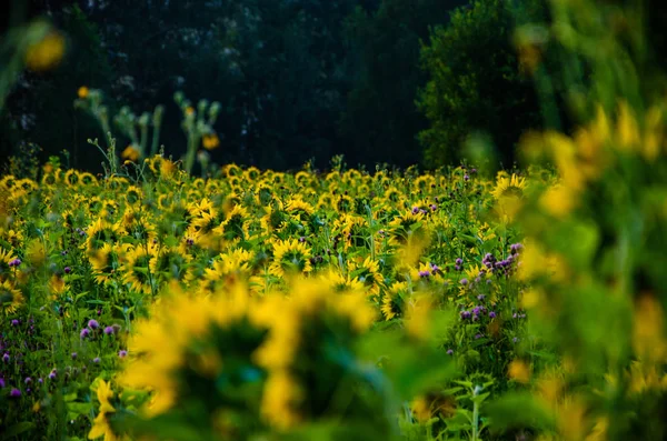 Agradável e quente no campo de verão com florescendo flores de girassol . — Fotografia de Stock