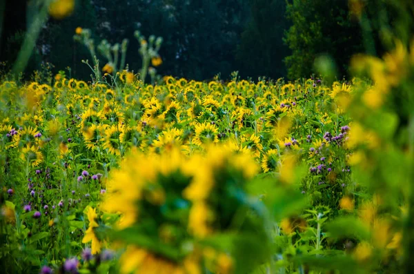 Beau et chaud dans le champ d'été avec des fleurs de tournesol en fleurs . — Photo