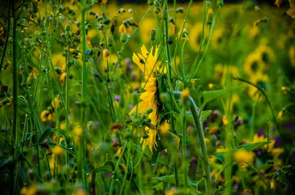 Beau et chaud dans le champ d'été avec des fleurs de tournesol en fleurs . — Photo