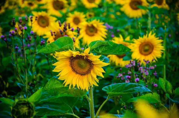 Ładne i ciepłe w lecie pole z kwitnących kwiatów słonecznika. — Zdjęcie stockowe