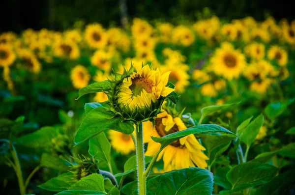 夏日的田野温暖宜人，开着盛开的向日葵. — 图库照片