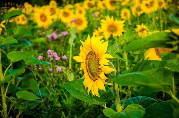Agradable y cálido en el campo de verano con flores de girasol en flor . — Foto de Stock
