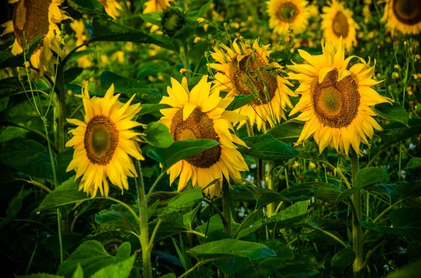 Agradable y cálido en el campo de verano con flores de girasol en flor . — Foto de Stock